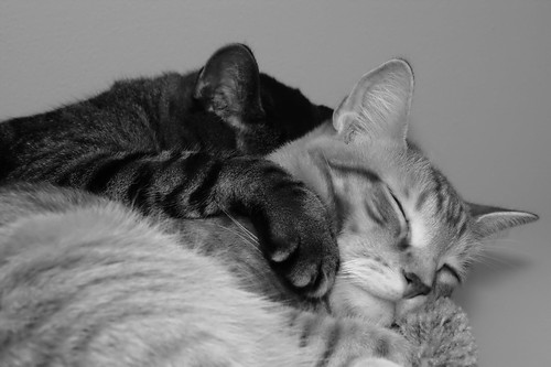 Sleeping Kitties bw