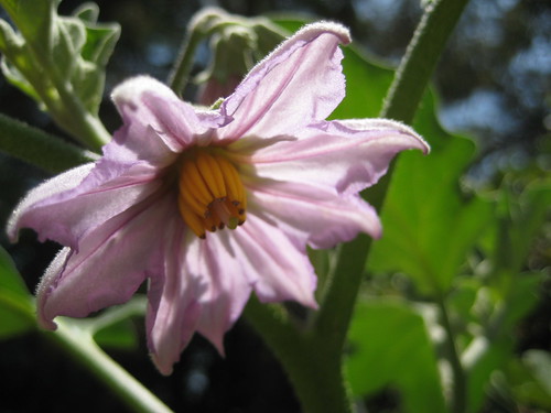 eggplant blossom