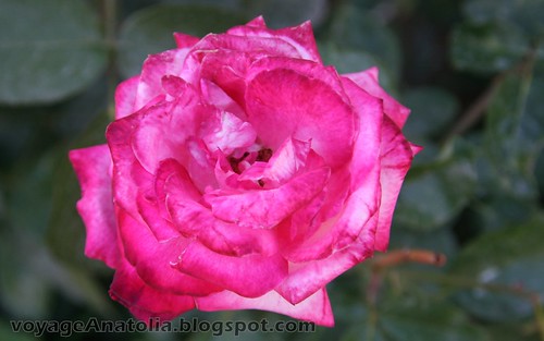 My Sweet Rose by voyageAnatolia.blogspot.com