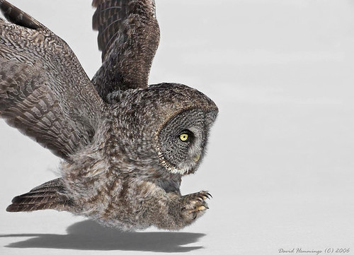 Great Grey Owl Hunting