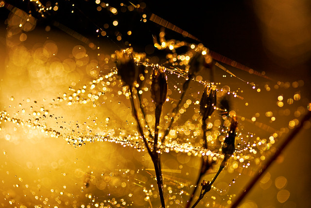 The Smell of Bokeh.