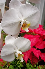 christmas orchids