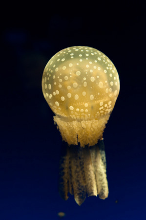 Jellyfish at Osaka Aquarium