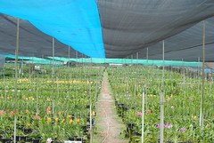 Orchid Farm (View 2)