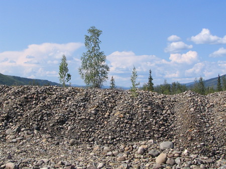 Tailings from a dredge