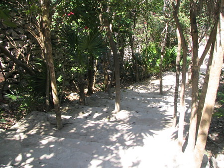 Tulum ruins steps - leave the trees!