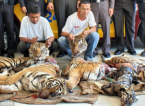 The end result of illegal tiger trading