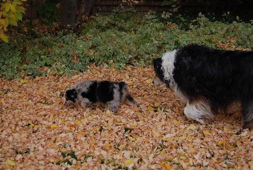 2009-10-24PuppiesHome44