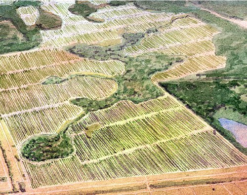 isolated wetlands and citrus groves (courtesy of Dover Kohl & Partners)