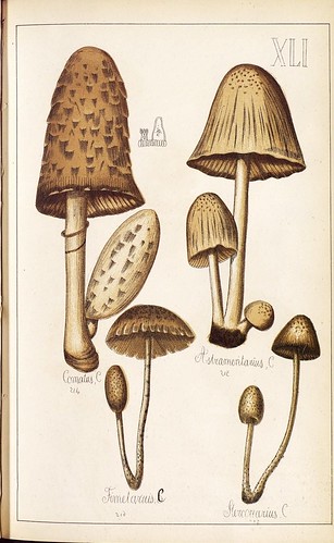 Comatus, Asbiamentaurus, Fimetarius et al spp.