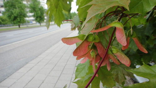 Maple seeds, Turku (20110602)