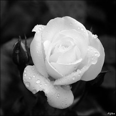 Rose black & white