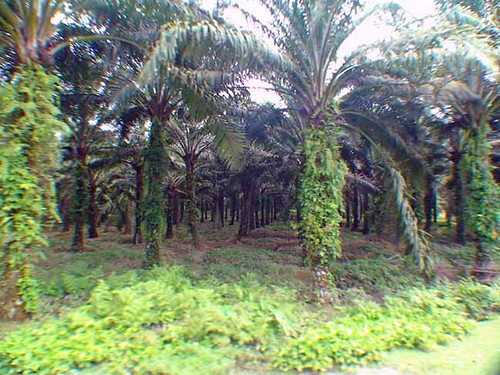 palmgrove