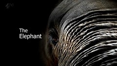 Inside Natures Giants   The Elephant   S01E01 (29th June 2009) [HDTV 720p (x264)] preview 1