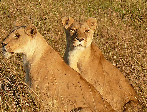Lions dans le Masaï-Mara au Kenya.