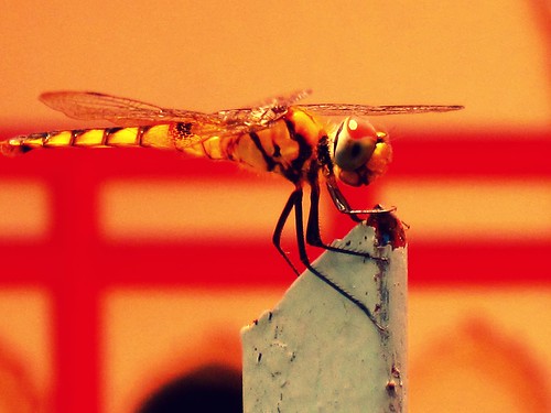 Golden Dragonfly at Hindu Temple