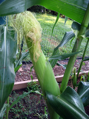 corn ready for the pickin'