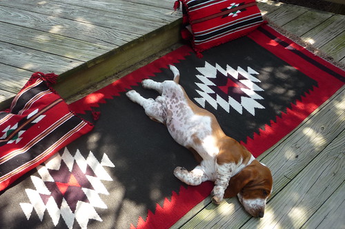 Basset Hound puppy in repose