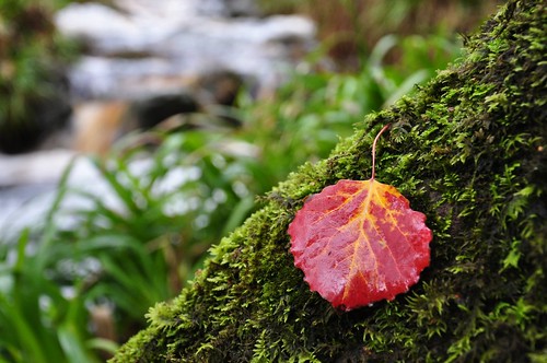 Autumnal Aspen leaf
