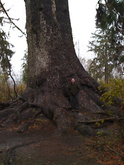 Yancy w/world's largest Sitka Spruce