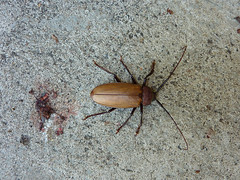 big bug/beetle, 122/365