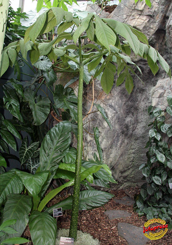 Titan arum - Amorphophallus titanum - Araceae - Origin Sumatra C20091205 101