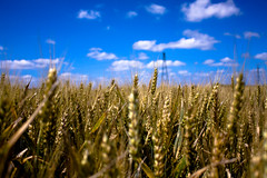 Wheat Field [E-X-P-L-O-R-E-D]