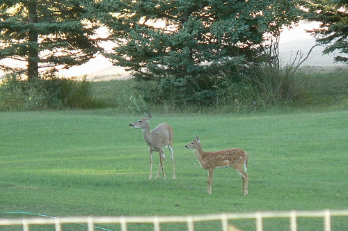 Deer Visitors at Crazy Horse Campground in Custer, WY