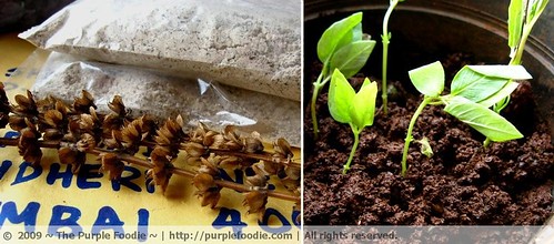 Buckwheat + Basil seeds + Basil sapling