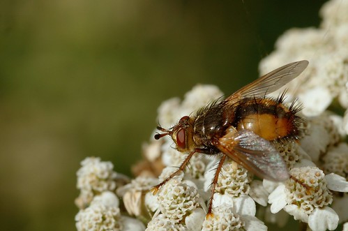 Tachina fera | Woeste sluipvlieg - Tachinid fly