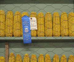 Blue ribbon corn, MN State Fair