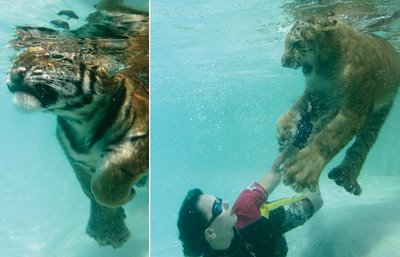 Swimming_with_Tigers_08