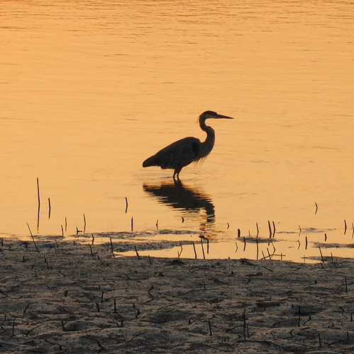 Heron at sunrise, on the Missouri River, at Saint Charles, Missouri, USA
