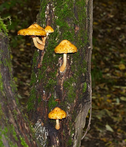 Mushroom ©  Harry Popoff
