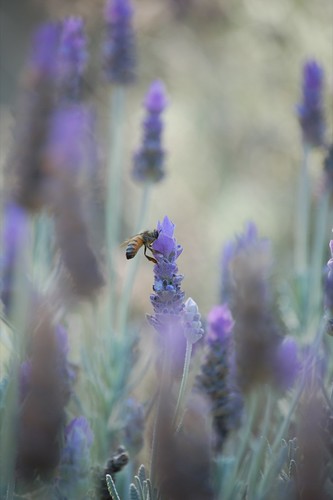 busy bees in the lavender