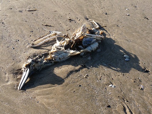 11574 - Gannet corpse on Rhossili Beach, Gower