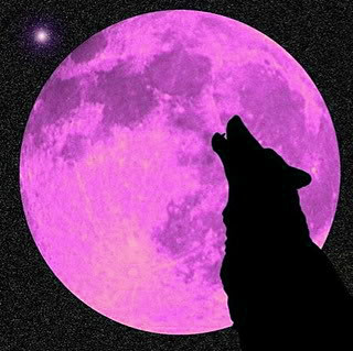 Wolf howling at purple moon