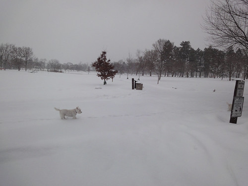 Dogs frolicking in the snow