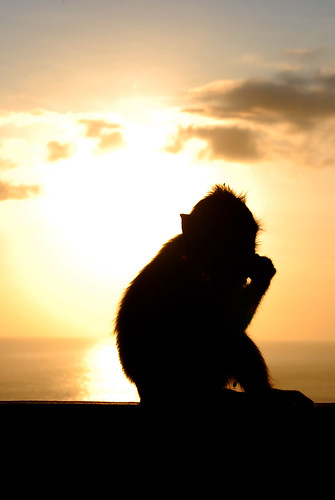 小猴子&amp;夕陽