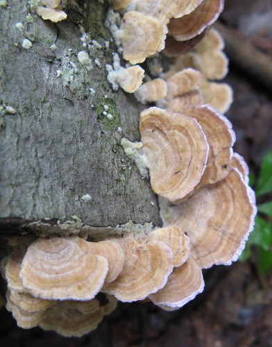 Fungus near forest floor
