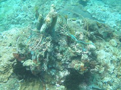 小琉球海底，珊瑚被魚網纏繞後死亡