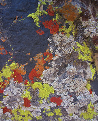 lichen art