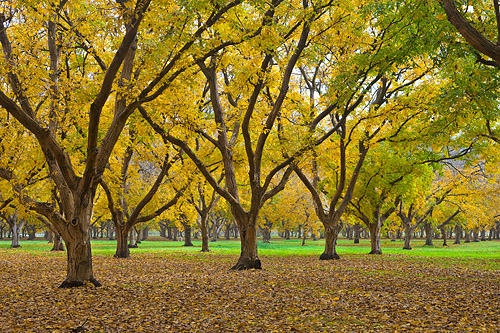 Walnut Orchards in Fall - Sacramento Valley