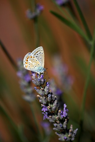 Papillon violet - profil