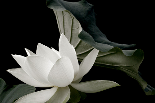 White Lotus Flower in Black and White - IMG_6835