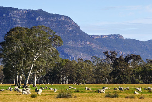 australia  sheep grazing