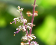 Flowering tulsi