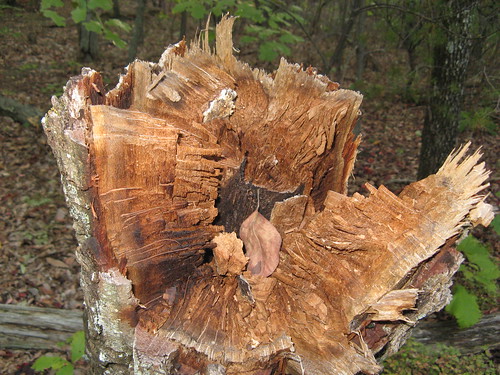 Broke-off tree stump