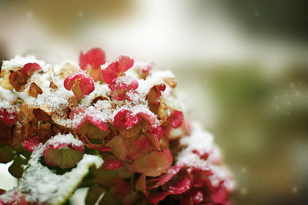 Snowy Hydrangia
