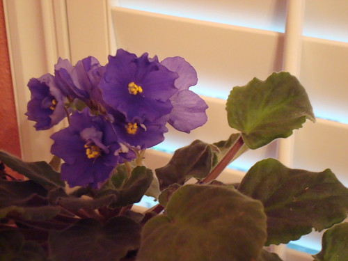 My Beautiful African Violets #1